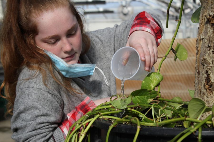 Senior Emily Adams refurbishing a plant to maintain its health
